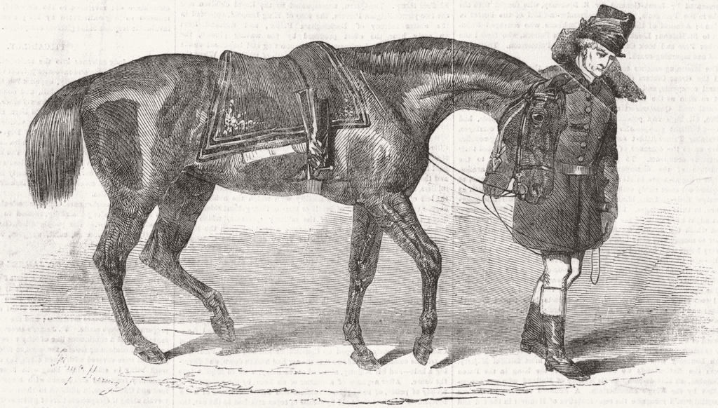 ROYALTY. Duke's horse, led, his groom 1852 old antique vintage print picture