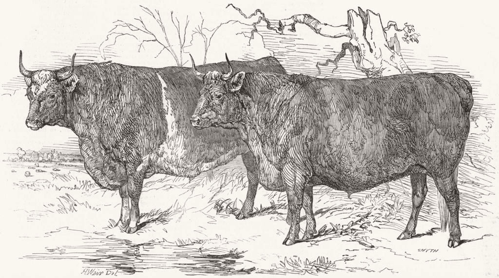 LINCS. Grass-fed Lincolnshire oxen 1847 old antique vintage print picture