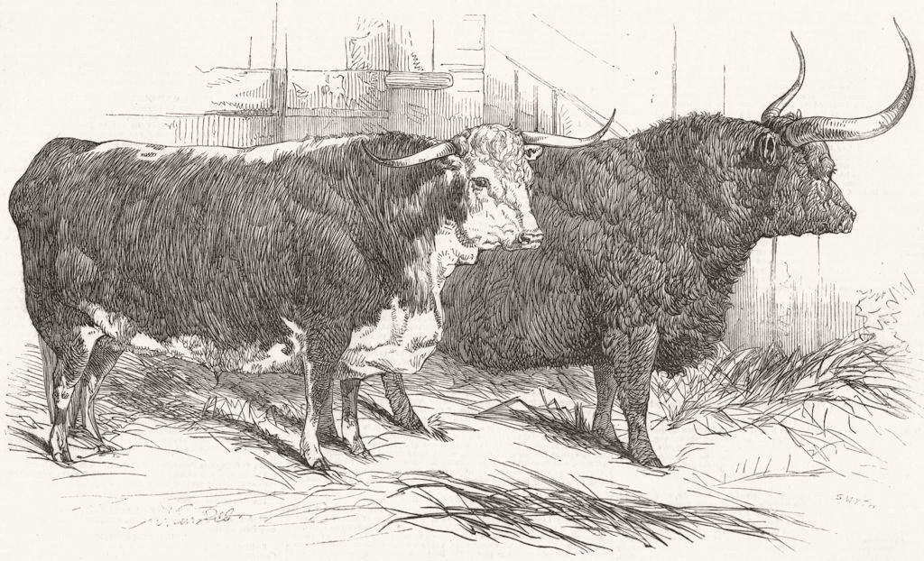 Associate Product COWS. Radnor's Hereford ox; Prince Albert's Highland 1847 old antique print