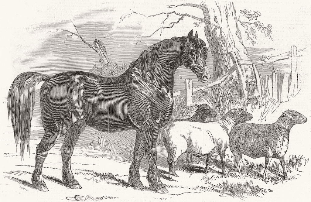 NORTHAMPTON. Prizes, 1847. prize Stallion south Downs 1847 old antique print