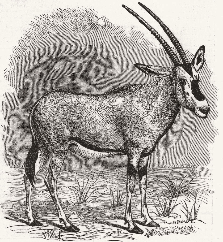 LONDON. Zoo. Beisa antelope 1874 old antique vintage print picture