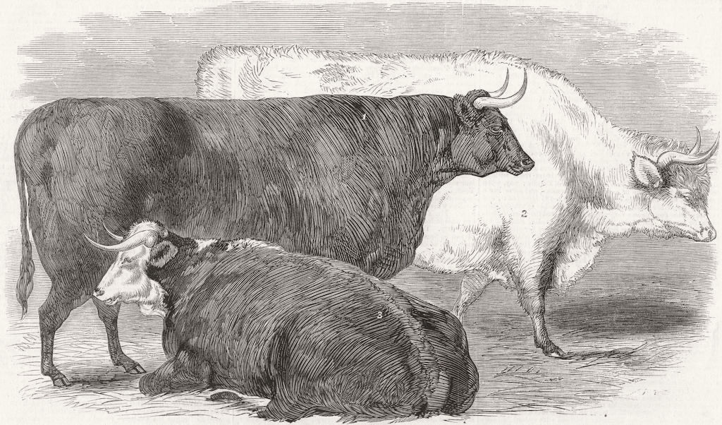 Associate Product LONDON. Smithfield-Prize cows 1858 old antique vintage print picture