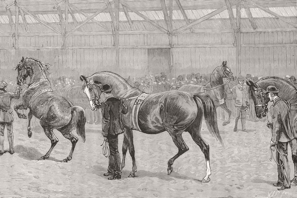 NEWCASTLE, TYNE. farm show. Thoroughbred stallions 1887 old antique print