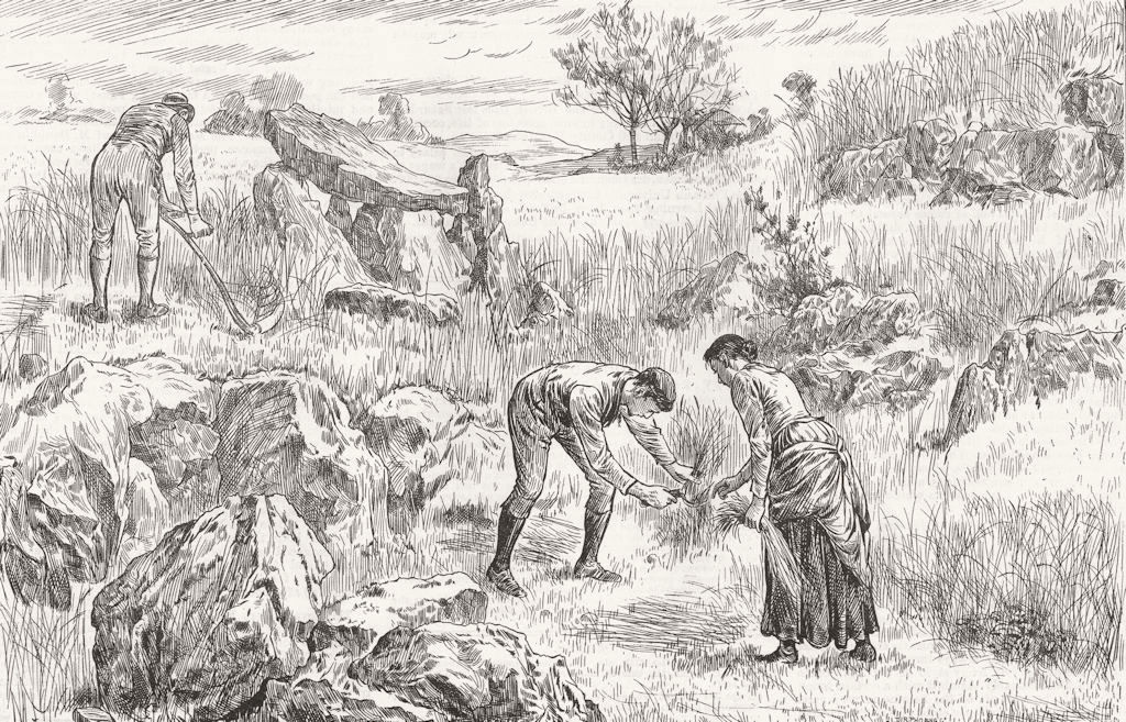 KERRY. Redvers Buller. Saving harvest, Cahir Mtns 1886 old antique print