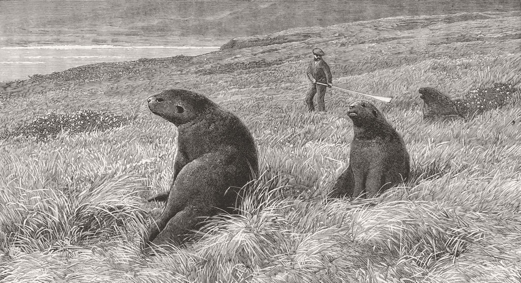 INDIA. Sea lions, Ross Island, Auckland Islands 1889 old antique print picture