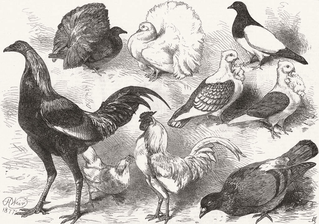 POULTRY. Fantail, Gamecock, Turbit, Bantam, Turbiteen 1877 old antique print