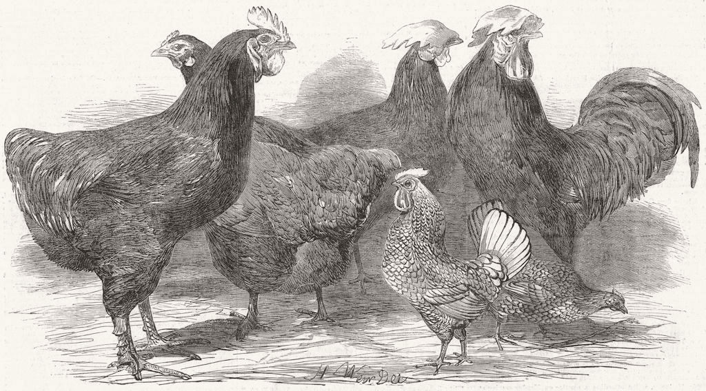 POULTRY. Cochinchina, Spanish fowl, Seabright Bantams 1852 old antique print
