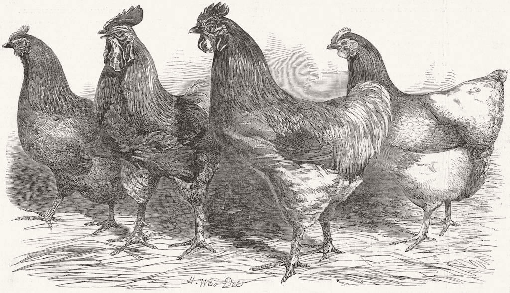 GREAT YARMOUTH. Poultry show. Kochi-China 1852 old antique print picture