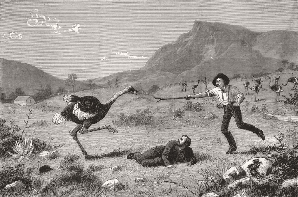SOUTH AFRICA. Ostrich attack farm, Cape Good Hope 1883 old antique print