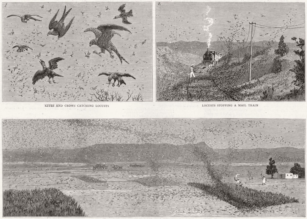Associate Product INDIA. Locust Plague North. Kites, crows, train, crops 1891 old antique print