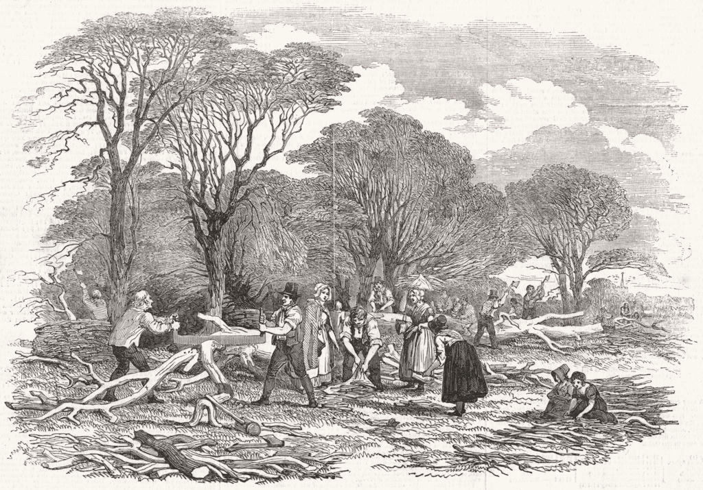 FARMING. Agricultural pictures-Lopping timber 1846 old antique print