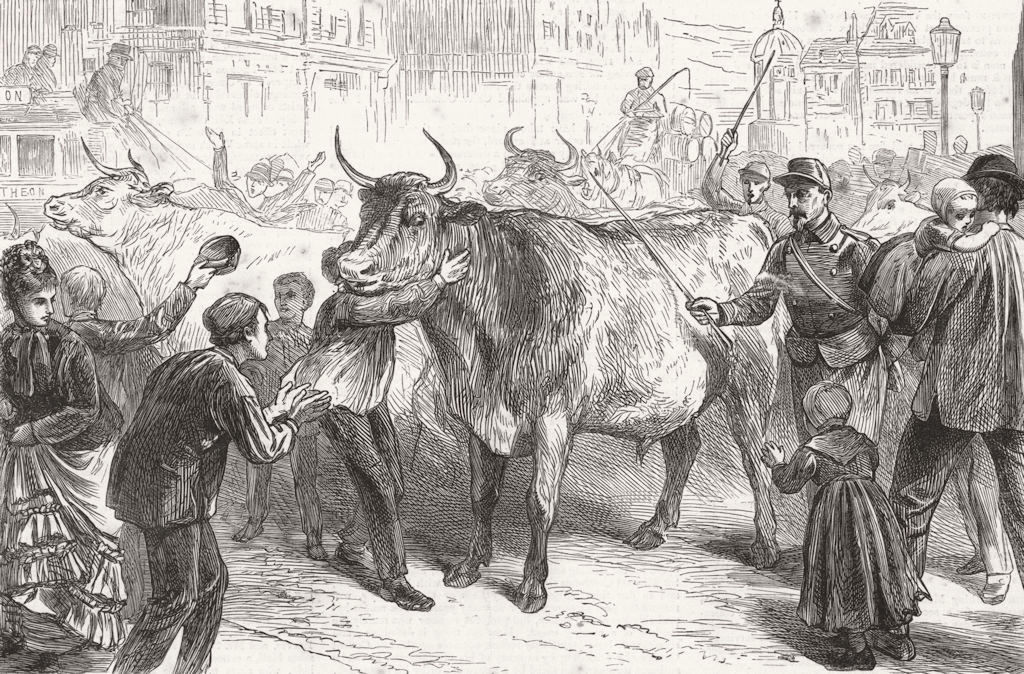 FRANCE. 1st oxen in Paris during armistice 1871 old antique print picture