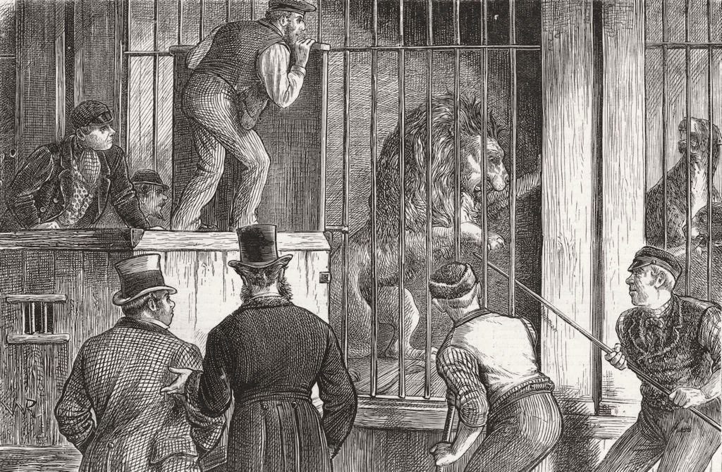LIONS. Sale of Menagerie. Catching lion 1872 old antique vintage print picture