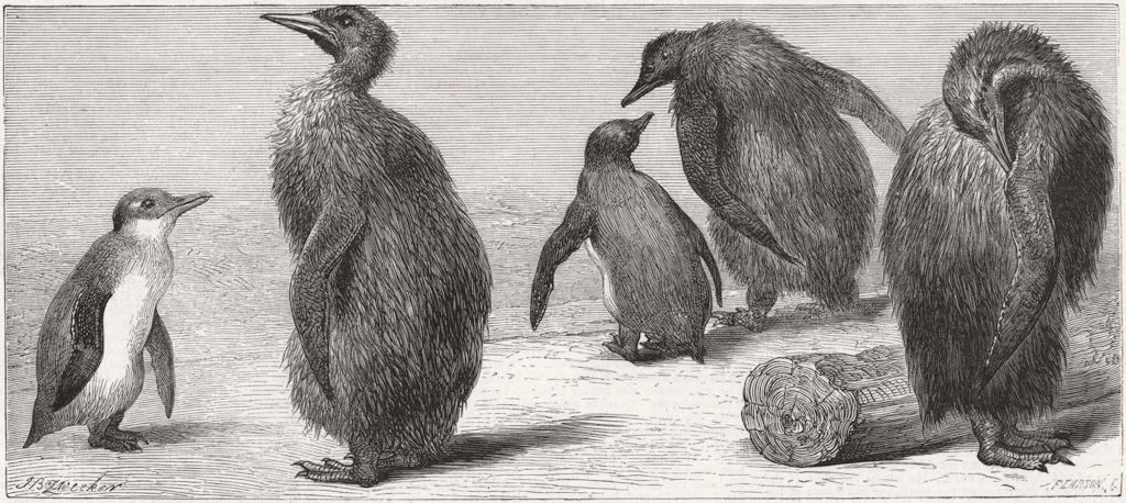 KINGS. Zoo. King penguin 1872 old antique vintage print picture