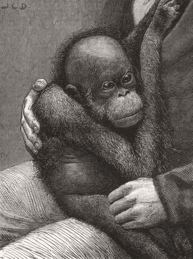 Associate Product BABIES. A baby orang-outang 1881 old antique vintage print picture