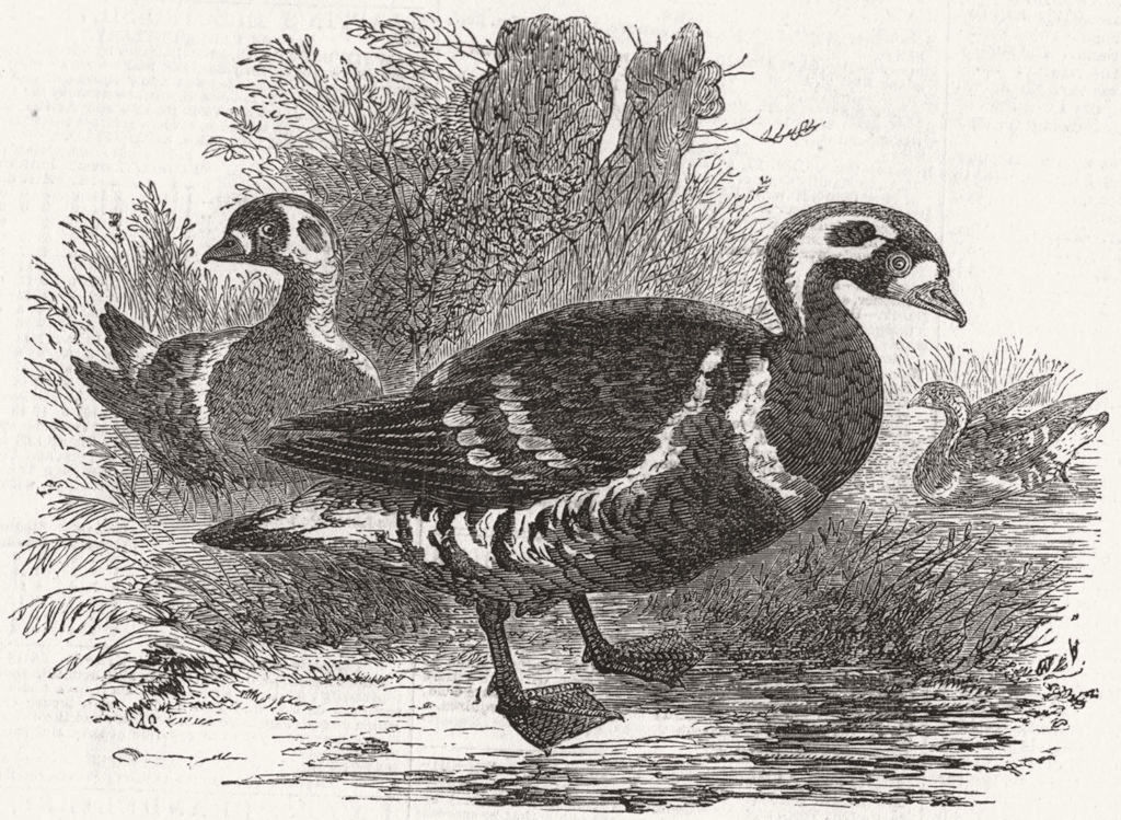 BIRDS. Red-breasted goose-Anser(Bernicla)Ruficollis 1859 old antique print