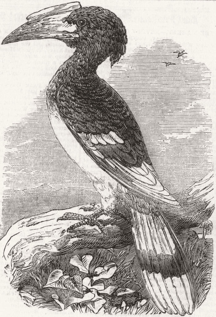 BIRDS. The Hornbill(Buceros) 1859 old antique vintage print picture