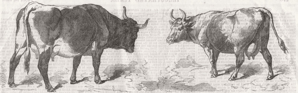 AUSTRIA. Pinzgau cow; Paris Expo; Swiss, Canton Vaud 1856 old antique print
