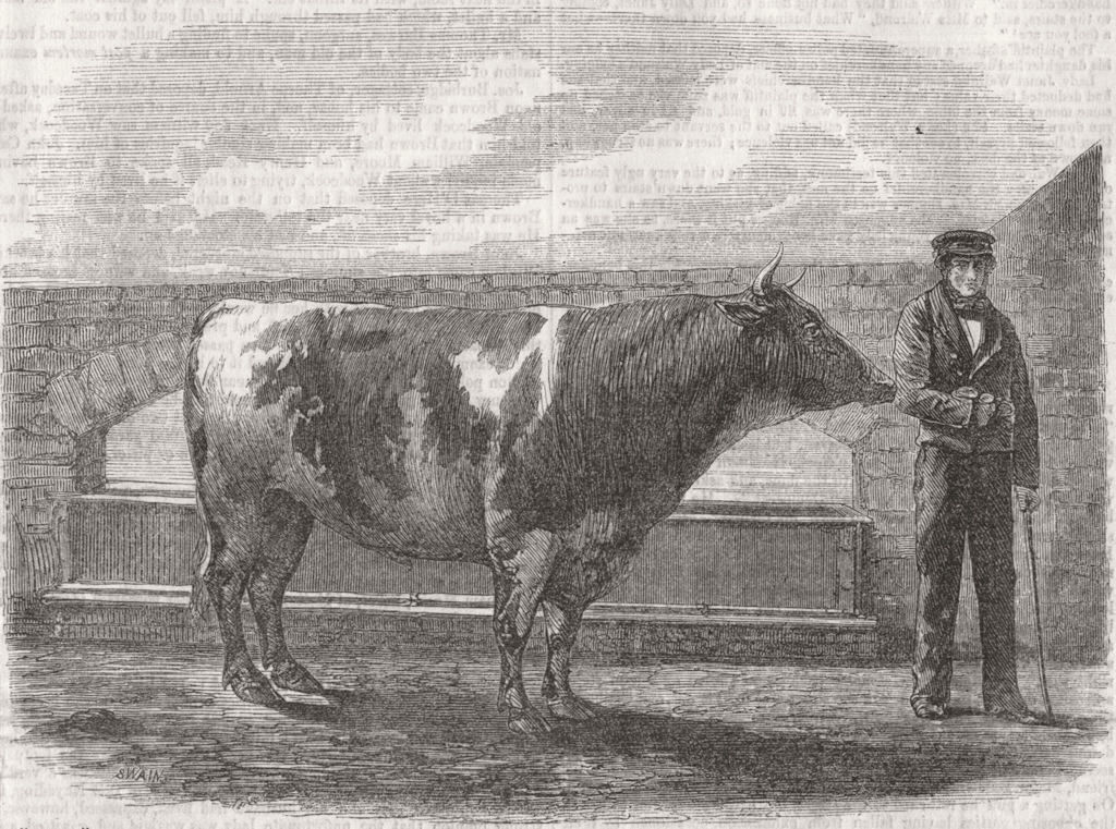 YORKSHIRE. Jamie, bull breed, got prize gold medal 1856 antique print