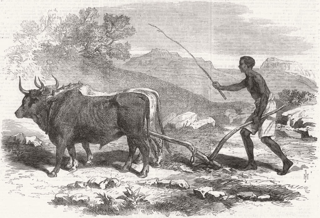 ETHIOPIA. A native ploughing in the province of Tigray 1868 old antique print