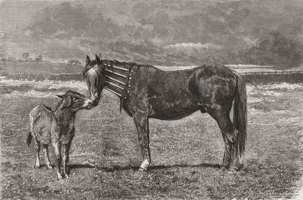 HORSES. Kind inquiries 1874 old antique vintage print picture