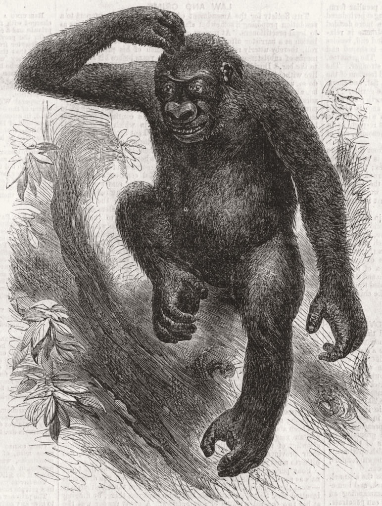 PRIMATES. The gorilla 1859 old antique vintage print picture