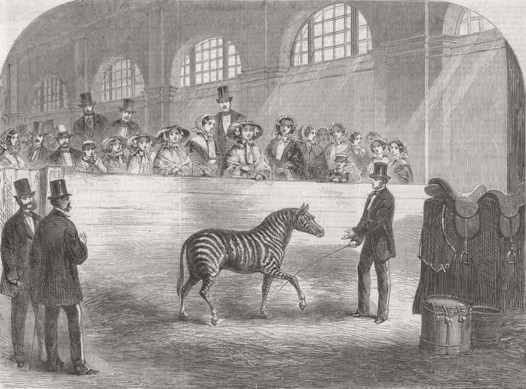 ANIMALS. Rarey Tamed Zebra before Queen 1858 old antique vintage print picture