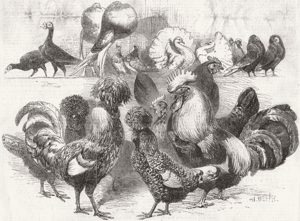 POULTRY. Pigeons & fowls. Silver; Polish, Dorkings 1857 old antique print
