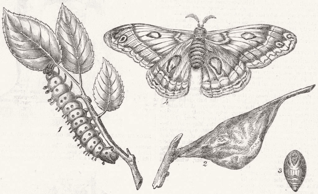 CANADIAN SILKWORM(ATTACUS CECROPIA). Caterpillar 1863 old antique print