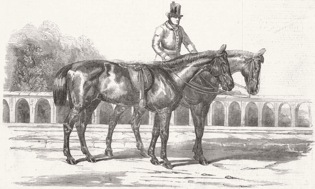 ROYALTY. The Duke's horse, at Walmer 1852 old antique vintage print picture