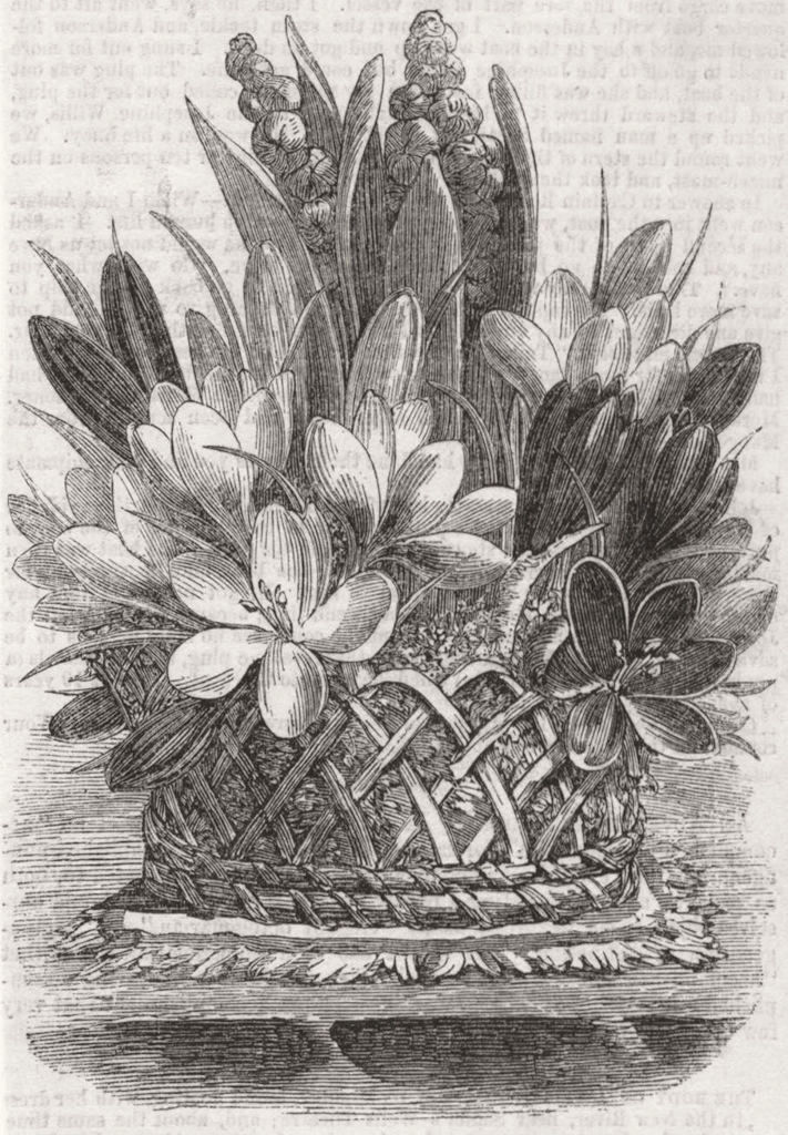 DECORATIVE. Vase of Crocuses 1856 old antique vintage print picture