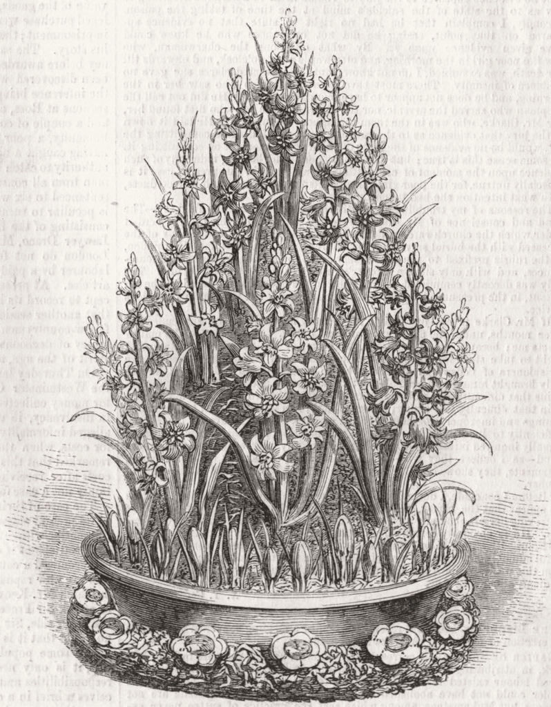 FLOWERS. A cone of Hyacinths 1856 old antique vintage print picture