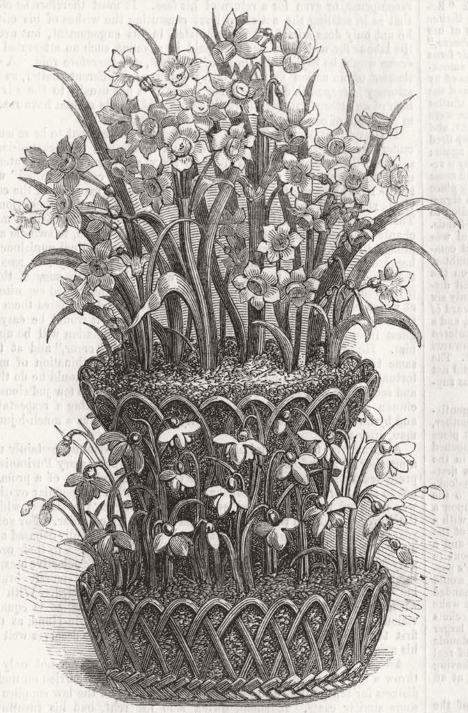 Associate Product FLOWERS. Polyanthus Narcissus 1856 old antique vintage print picture