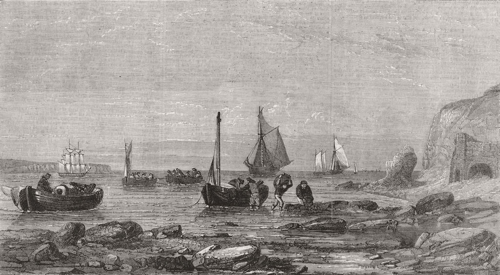 FOOD. Oyster fishing, Boats returning home 1856 old antique print picture