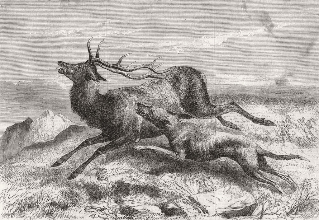 DEER. Deer-stalking. The chace 1856 old antique vintage print picture