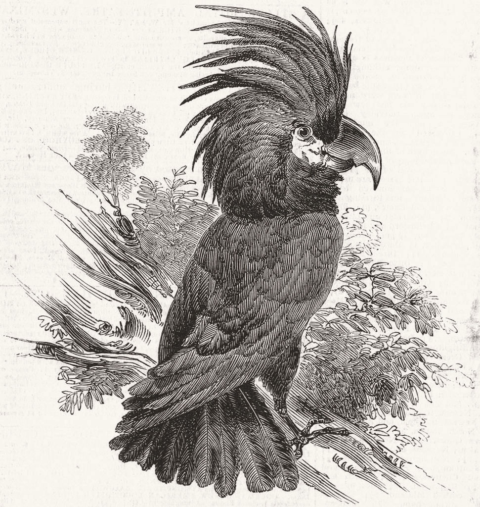 Associate Product BIRDS. New bird-The Goliah Aratoo 1845 old antique vintage print picture