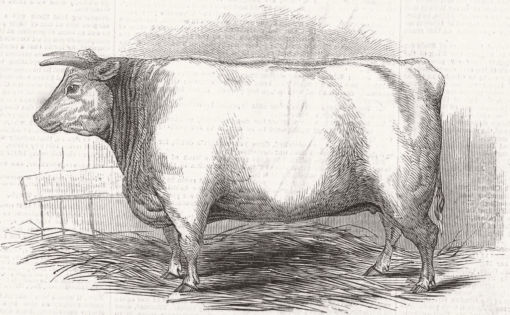 DURHAM. Smithfield. Trinder's Heifer- 1845 old antique vintage print picture
