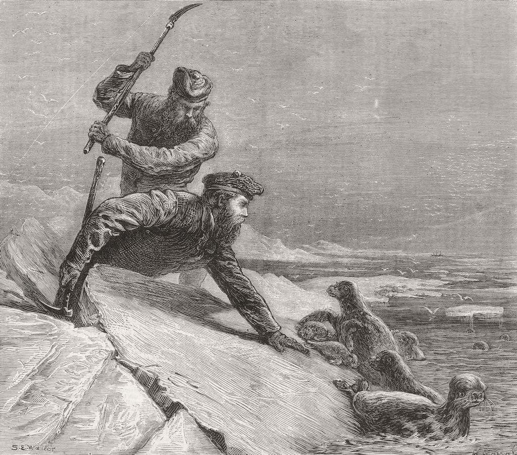 ARCTIC. Seals & sealaskins-hunters killing, regions 1874 old antique print