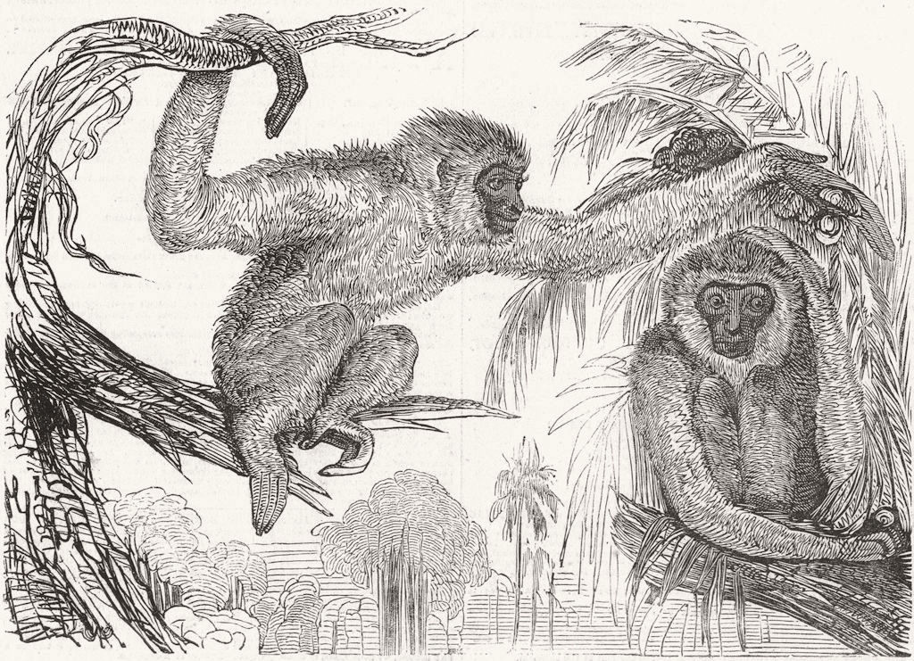 MONKEYS. Wou, silvery gibbons 1845 old antique vintage print picture