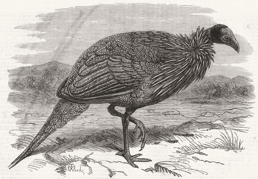 LONDON. Vulturine Guinea-Fowl, zoo 1870 old antique vintage print picture