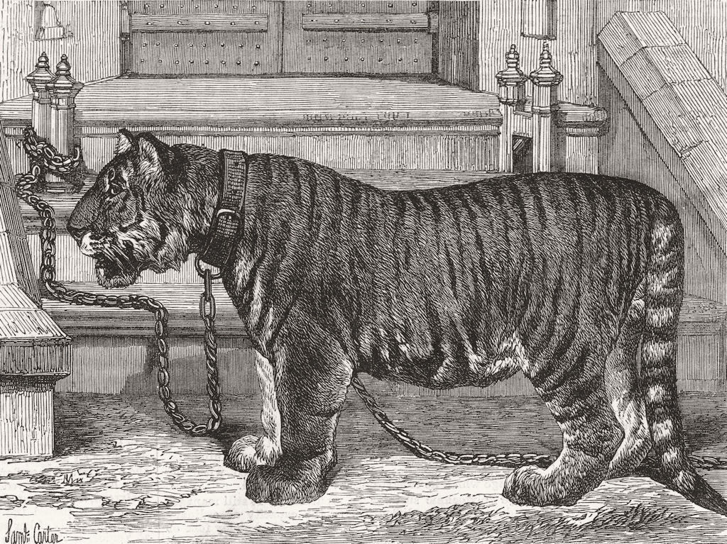TIGERS. Regimental pet of Royal Chennai Fusiliers 1870 old antique print