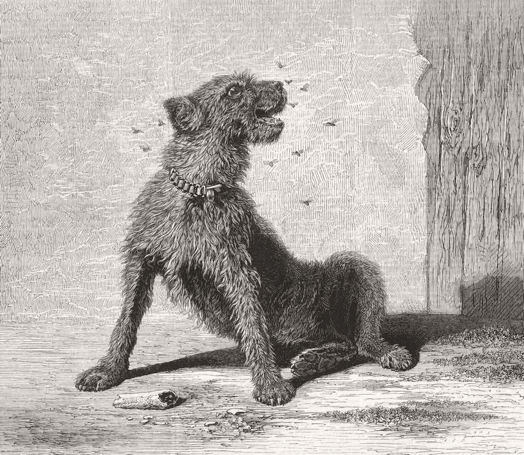 DOGS. Catching flies 1870 old antique vintage print picture