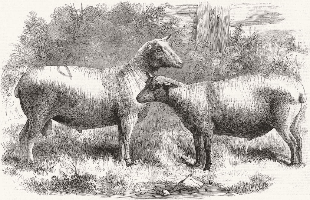 SHEEP. Cotswold-Berrichon, Lalouel de Sourdeval 1863 antique print picture