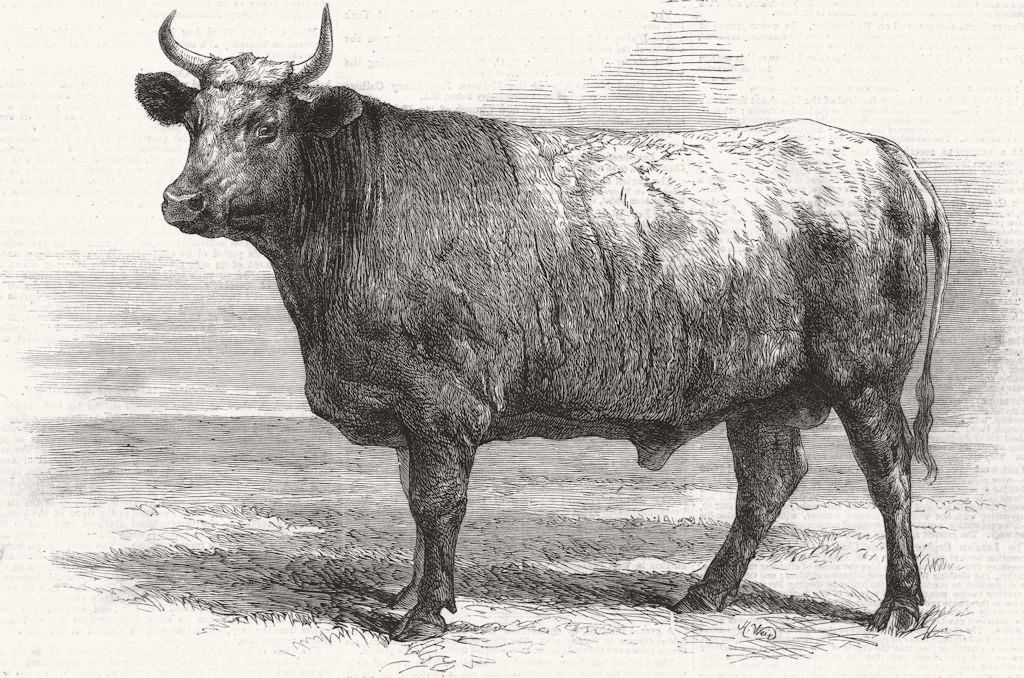 DURHAM. Poissy cows(-Charolais)ox, Tiersonnier 1863 old antique print picture