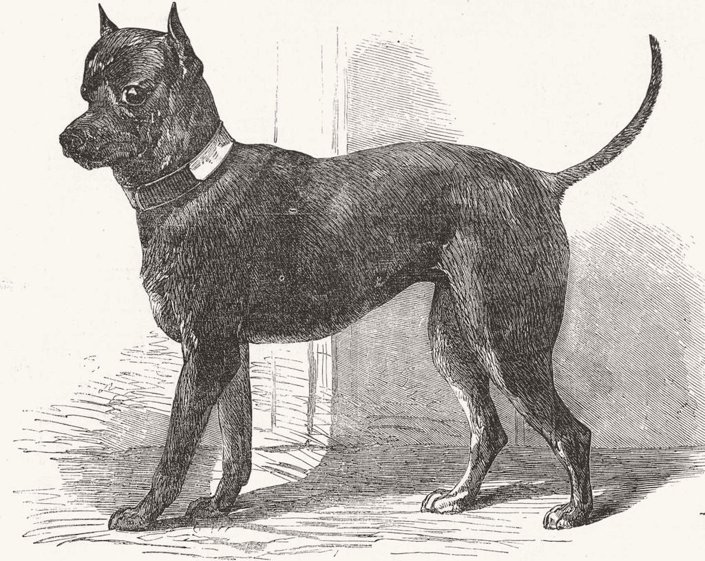 DOGS. Terrier(Life-)Great Exhibition 1851 old antique vintage print picture