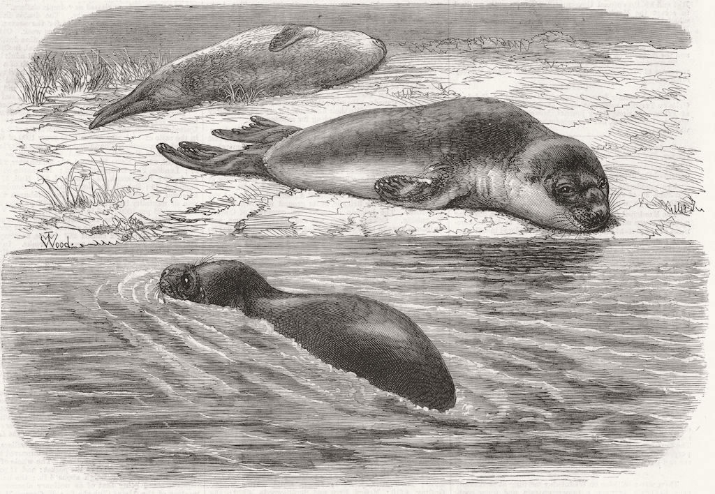 LONDON. Bladder-nosed seals, zoo 1870 old antique vintage print picture