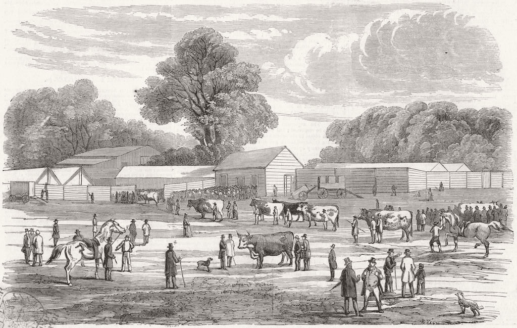 SOCIETY. Arrival of the cattle 1851 old antique vintage print picture