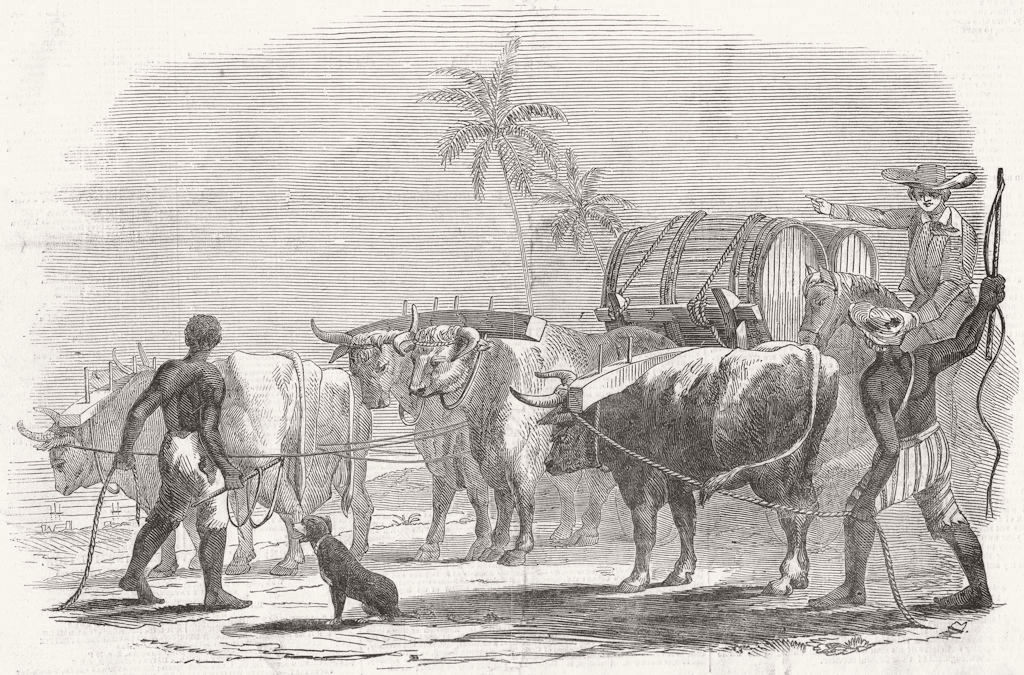 FARMING. Carting sugar for shipment 1849 old antique vintage print picture