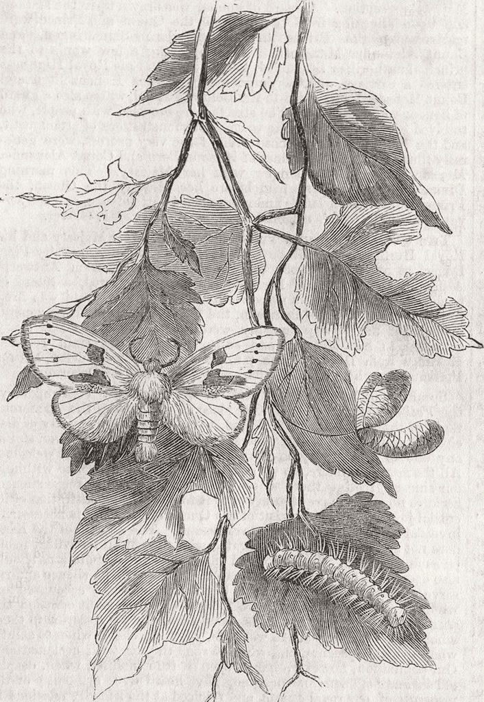 LEPIDOPTERA. White moth(spatalia Bicolora) 1858 old antique print picture