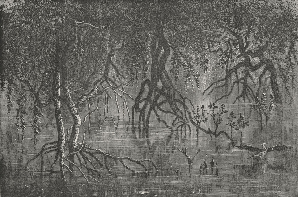 Associate Product ERITREA. Mangroves near Gherar 1880 old antique vintage print picture